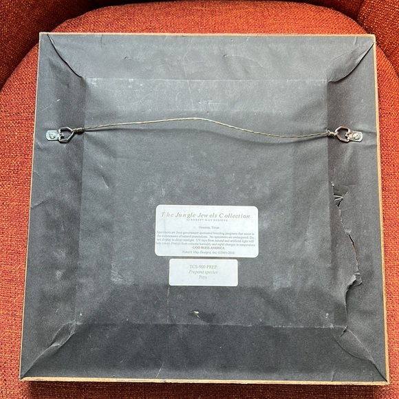 Beautifully & professionally framed Prepona butterfly specimens. - Picture 3 of 7